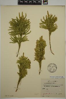 spécimen de Lycopodium dendroideum