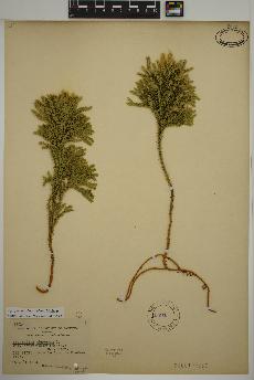 spécimen de Lycopodium dendroideum