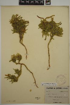 spécimen de Lycopodium dendroideum