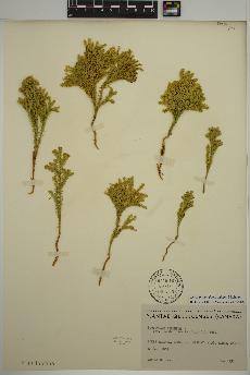 spécimen de Lycopodium dendroideum