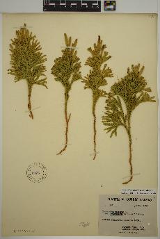 spécimen de Lycopodium dendroideum