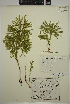 spécimen de Lycopodium dendroideum