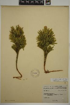 spécimen de Lycopodium dendroideum