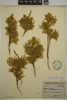 spécimen de Lycopodium dendroideum