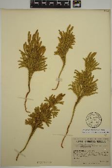 spécimen de Lycopodium dendroideum