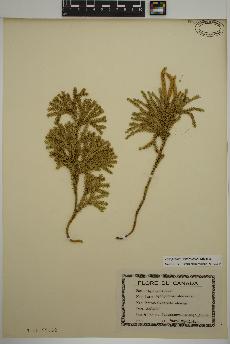 spécimen de Lycopodium dendroideum