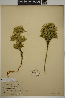 spécimen de Lycopodium dendroideum