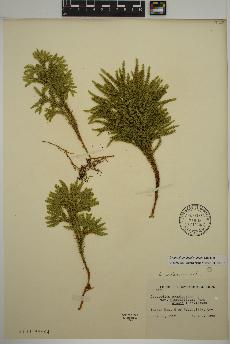 spécimen de Lycopodium dendroideum