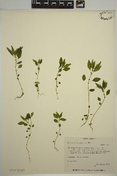 spécimen de Parietaria pensylvanica
