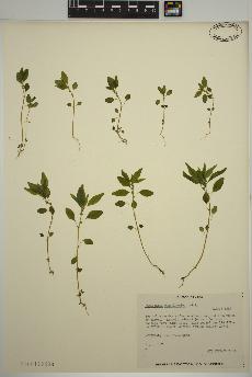 spécimen de Parietaria pensylvanica
