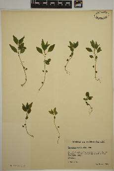 spécimen de Parietaria pensylvanica