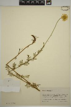 spécimen de Anthemis tinctoria