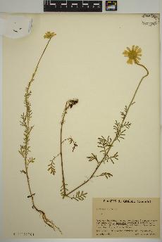 spécimen de Anthemis tinctoria