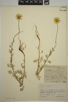 spécimen de Anthemis tinctoria