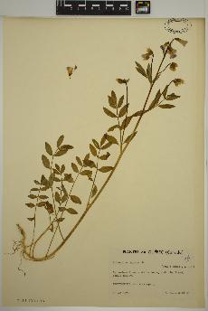 spécimen de Polemonium reptans