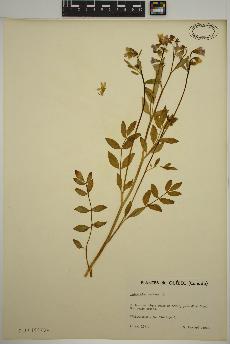 spécimen de Polemonium reptans