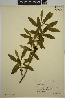 spécimen de Daphne mezereum