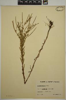 spécimen de Epilobium strictum
