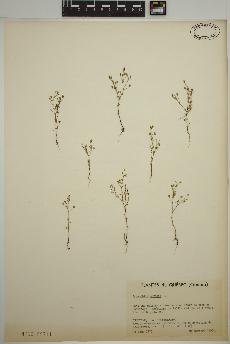 spécimen de Gypsophila muralis