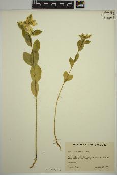 spécimen de Euphorbia marginata