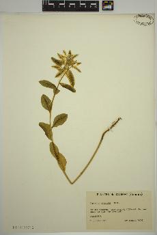 spécimen de Euphorbia marginata