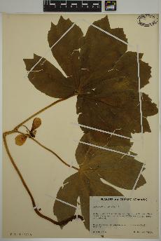 spécimen de Podophyllum peltatum