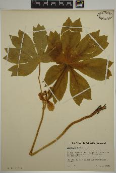 spécimen de Podophyllum peltatum