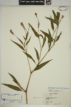 spécimen de Persicaria pensylvanica