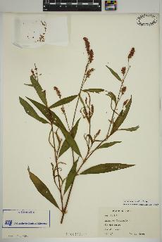 spécimen de Persicaria maculosa