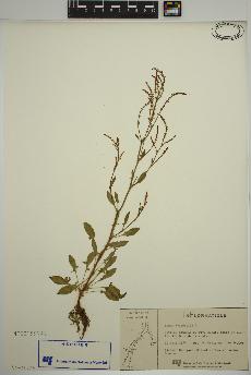 spécimen de Rumex acetosella