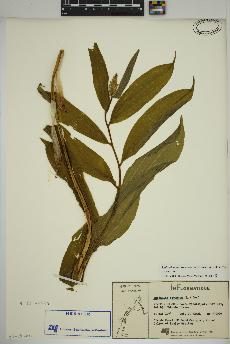 spécimen de Maianthemum racemosum