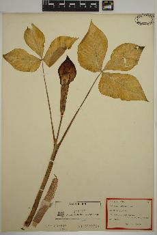 spécimen de Arisaema triphyllum