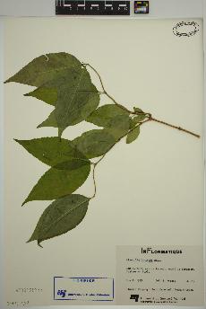 spécimen de Diervilla lonicera