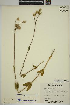 spécimen de Silene vulgaris