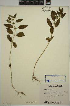spécimen de Mentha canadensis