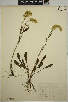 spécimen de Solidago nemoralis