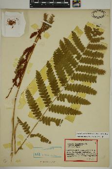 spécimen de Osmundastrum cinnamomeum