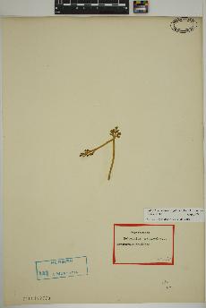 spécimen de Botrychium matricariifolium