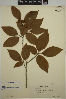 spécimen de Fagus grandifolia