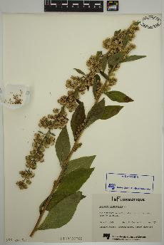 spécimen de Solidago flexicaulis