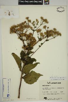 spécimen de Eurybia macrophylla