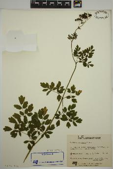 spécimen de Thalictrum pubescens