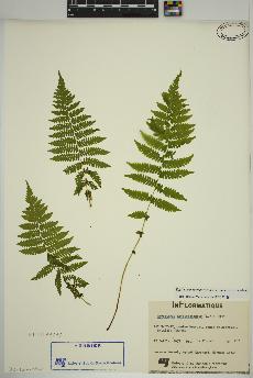 spécimen de Thelypteris noveboracensis