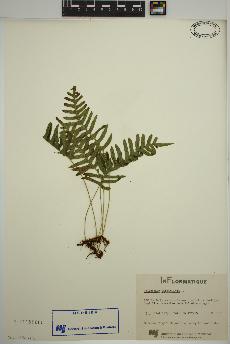 spécimen de Polypodium virginianum