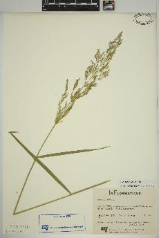 spécimen de Agrostis gigantea