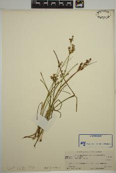 spécimen de Juncus brevicaudatus