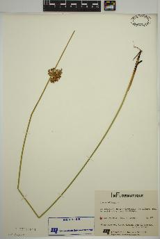 spécimen de Juncus effusus