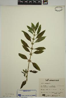 spécimen de Mentha canadensis