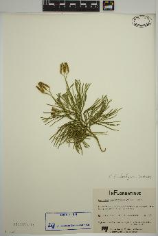 spécimen de Lycopodium tristachyum