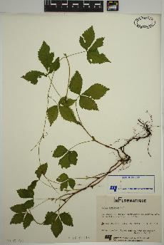 spécimen de Rubus pubescens